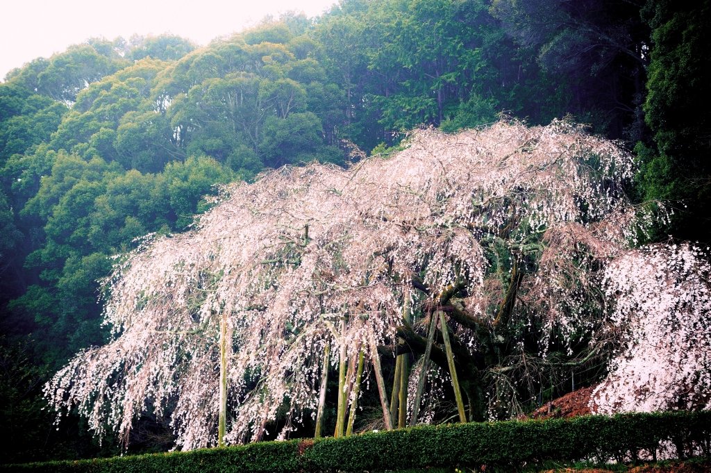 奥山田のしだれ桜 ロケ地ライブラリー 岡崎フィルムコミッション