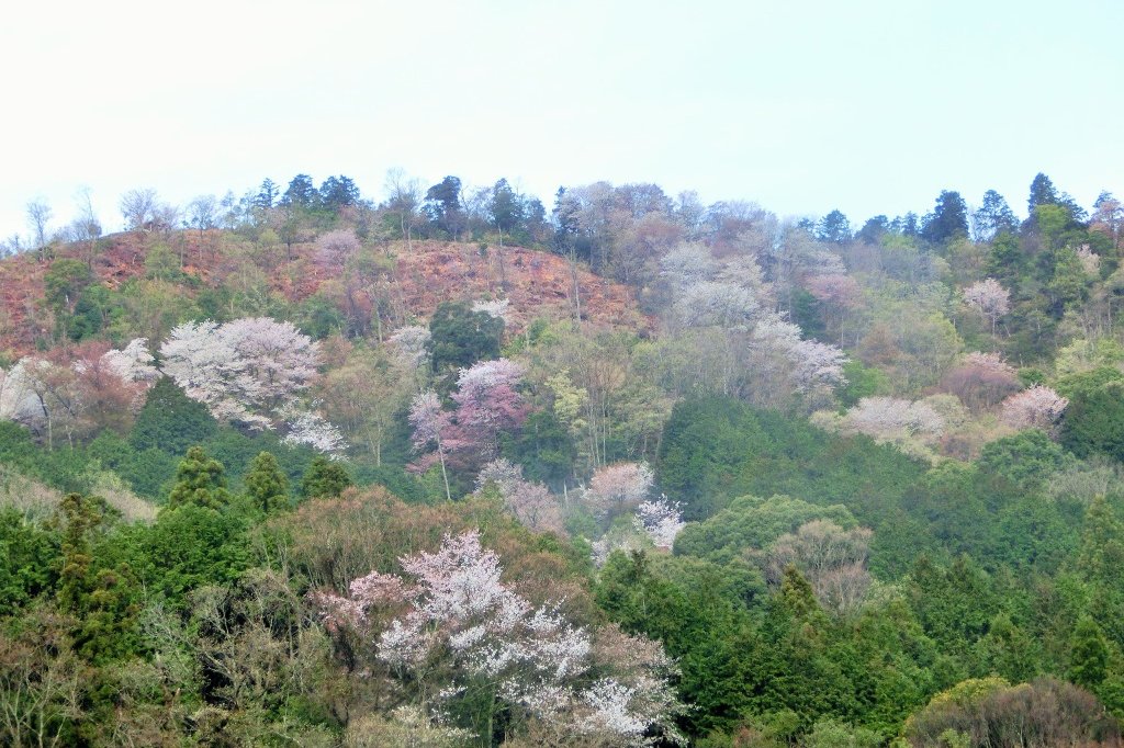 おおだの森